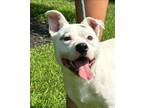 Adopt Peter Pan a Terrier