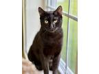 Adopt Big Bear a Domestic Short Hair