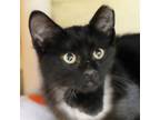 Adopt Zumbus a Domestic Short Hair