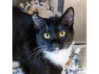 Adopt Snuggles a Domestic Short Hair