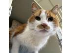 Adopt Tex a Domestic Short Hair
