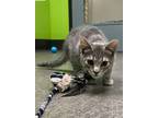 Adopt Strawberry a Domestic Short Hair