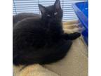 Adopt Oriole a Domestic Short Hair