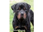Adopt Butternut Squash a Rottweiler