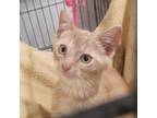 Adopt Ghost a Domestic Short Hair