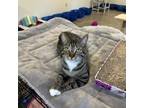 Adopt Fergus a Domestic Short Hair