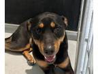 Adopt Junior a Rottweiler, Mixed Breed