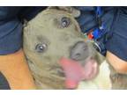 Adopt Atreus a American Staffordshire Terrier