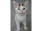 Adopt Donald a Domestic Short Hair