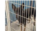 Adopt SCAR Available NOW - ADOPTION or RESCUE! a Mixed Breed