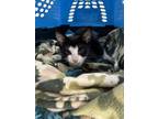Adopt 56584288 a Domestic Short Hair