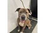 Adopt 56584377 a Terrier, Mixed Breed