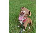 Adopt 56585391 a American Staffordshire Terrier, Mixed Breed