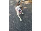 Adopt Kaos a Pit Bull Terrier, Mixed Breed