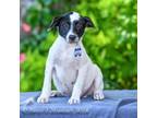 Adopt Guava a Smooth Collie