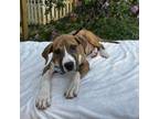 Adopt Calvin a Labrador Retriever