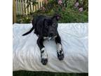 Adopt Chip a Labrador Retriever