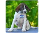 Adopt Holmes a Beagle