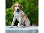 Adopt Hoagie a Hound