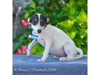 Adopt Cantaloupe a Smooth Collie