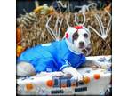Adopt Kiwi a Smooth Collie