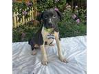 Adopt Cheerful a Labrador Retriever