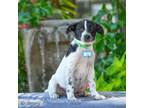 Adopt Lime a Smooth Collie
