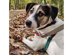 Adopt Cranberry a Smooth Collie