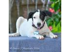 Adopt Orange a Smooth Collie