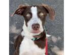 Adopt Casablanca a Mixed Breed