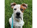Adopt Porter a Mixed Breed