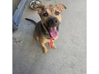 Adopt Hey, Arnold! a Mixed Breed