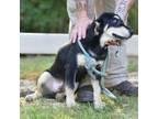Adopt Hudson a Mixed Breed