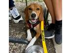 Adopt Marvin a Beagle