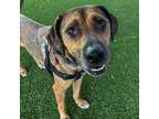Adopt Tom Tom a Mixed Breed