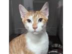Adopt Miracle Max a Domestic Short Hair