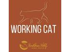 Adopt Hardy - Working Cat a Domestic Short Hair
