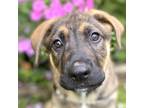Adopt Lego a Mixed Breed