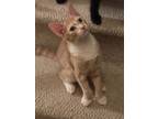 Adopt Andy24 a Domestic Short Hair