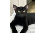 Adopt Magic Star24 a Domestic Medium Hair