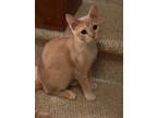Adopt Pita Pocket24 a Domestic Short Hair