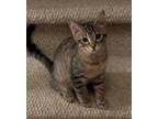 Adopt Verstappen24 a Domestic Short Hair
