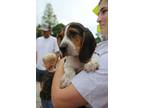 Adopt Hugo a Basset Hound, Beagle