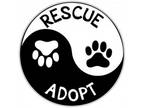 Adopt Ramsey a Siamese