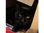 Adopt Francis a Domestic Short Hair
