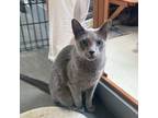 Adopt Ollie a Russian Blue