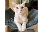 Adopt Vance a Domestic Short Hair