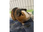 Adopt Freddy a Guinea Pig