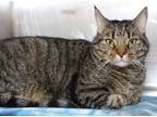 Adopt Rigby a Domestic Short Hair