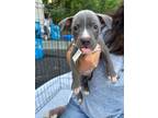 Adopt Earl a American Staffordshire Terrier